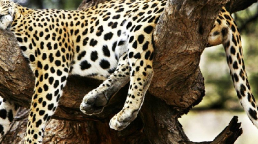 3 Days 2 Nights Maasai Mara Joining Safari Using a Landcruiser Jeep