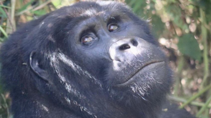 5 Days Gorillas & Chimpanzees Uganda