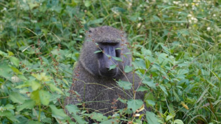 5 Days Gorillas & Chimpanzees Uganda