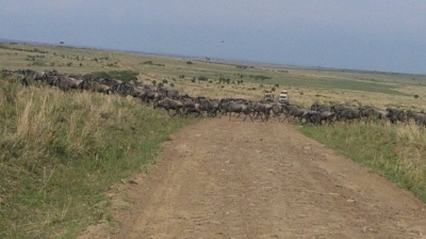 3 Days Tanzania Wildebeest Migration Safari the World Biggest Show