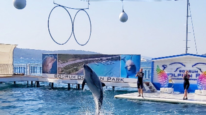 Bodrum Dolphin Show Tour