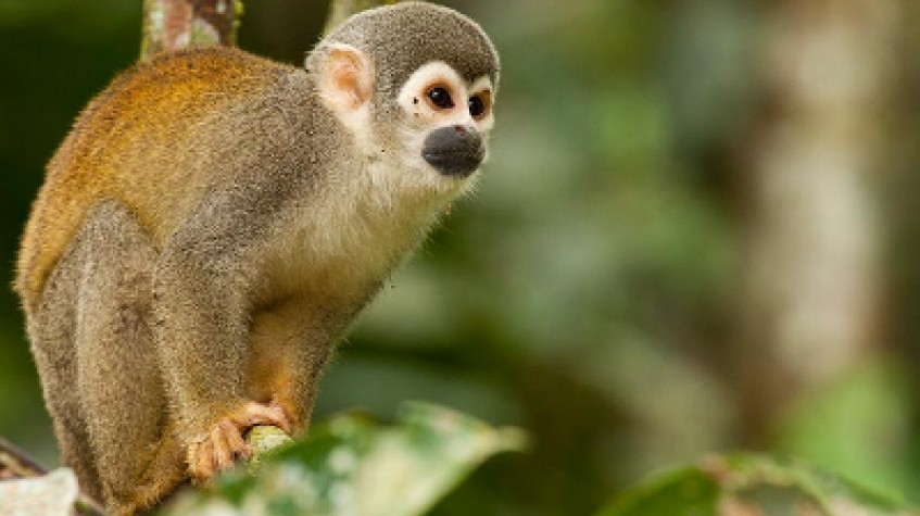 La Casa Del Suizo Amazon River Lodge Ecuador Jungle and Wildlife Experience