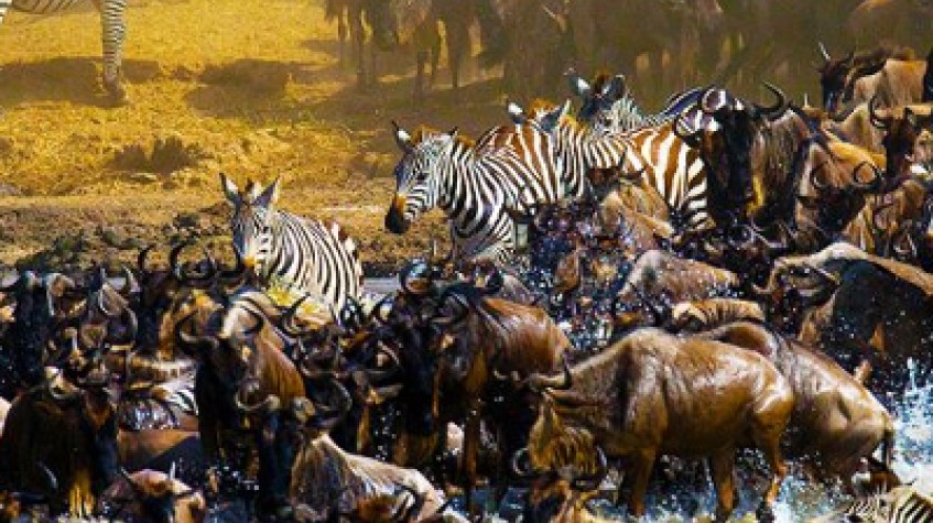The Great Migration Safaris Serengeti Tanzania