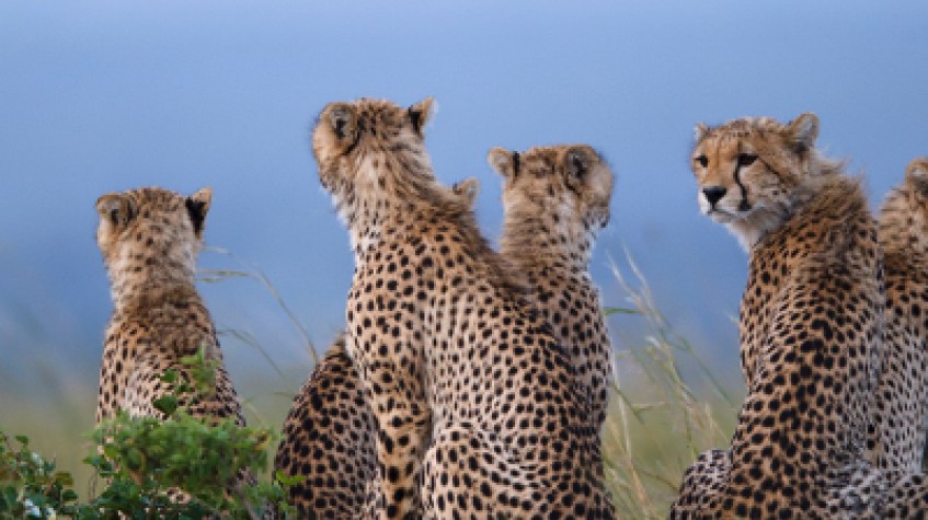 7 Days Luxury Safaris Tanzania