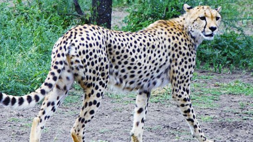 7 Days Luxury Safaris Tanzania