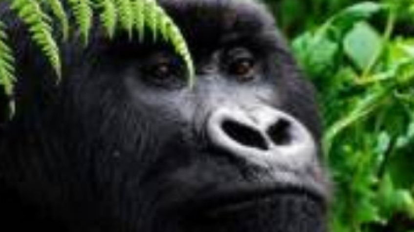 3 Days Bwindi Gorilla Tracking