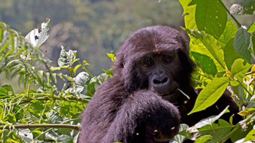 3 Days Bwindi Gorilla Tracking