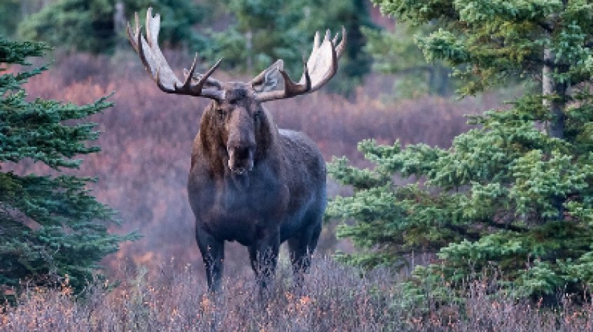 Moose Wildlife Expedition