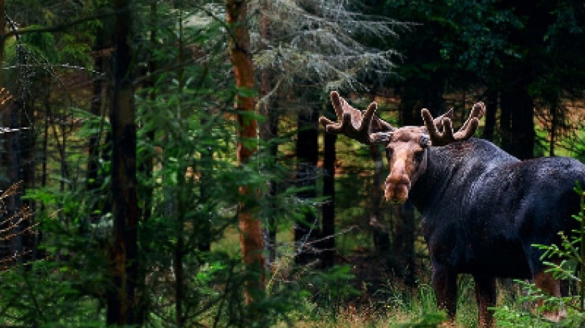 Moose Wildlife Expedition