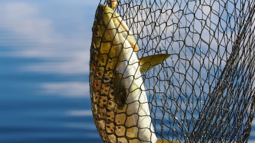 Seaside Fishing With Salmon Bbq in Helsinki